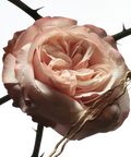 DRIES VAN NOTEN Rosa Carnívora Eau de Parfum (100ml)