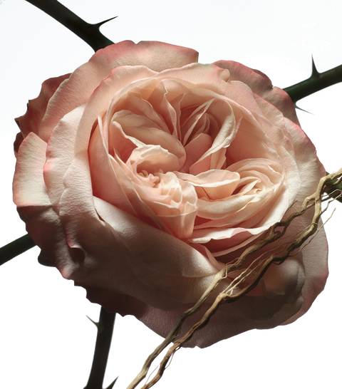 DRIES VAN NOTEN Rosa Carnívora Eau de Parfum (100ml)