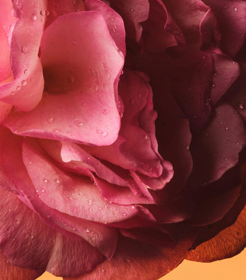 Gucci The Alchemist’s Garden Rosa Sublime Eau de Parfum (100ml)